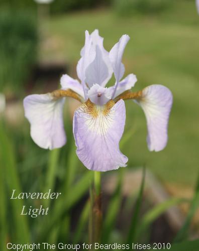 Lavender Light 